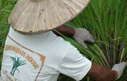 Golf Courses Phuket
